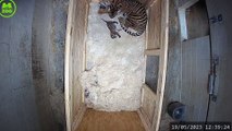 Adorable video shows rare newborn Sumatran tiger taking its first steps