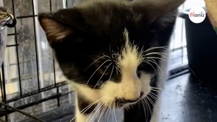 Ce chat fait tellement de bruit que le refuge a dû prendre une décision radicale (Vidéo)