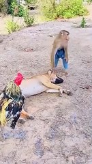 Monkey and Dog Funny Vedio | Funny Vedio