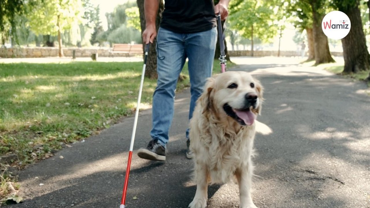 11 septembre : l’histoire d’un homme aveugle et de son chien Labrador émeut le monde entier