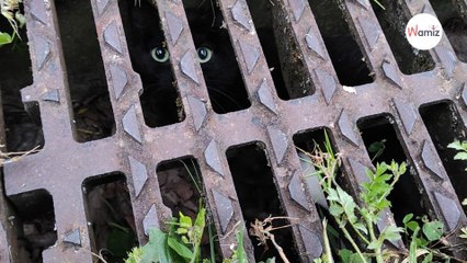 Coincés sous une grille d'égout, cette maman et ses chatons étaient dans une situation complexe