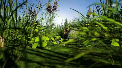 Abejas: última esperanza del planeta | Agave, planta en la que abejas compiten contra murciélagos