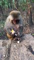 Monkey Eating Boiled Egg | Monkeys Funny Moments | Animals Funny Moments | Cute Pets | Funny Animals