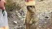 Himalayan Marmot Don't Need Cake | Animals Funny Moments | Cute Pets | Funny Animals #animals #pets