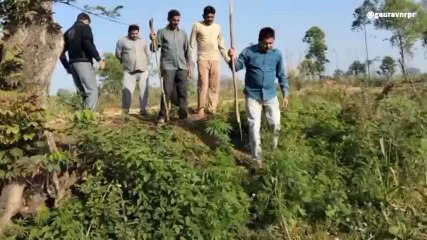 बिजनौर: खूंखार गुलदार की चहल कदमी से गांव में पसरा सन्नाटा,दहशत का माहौल