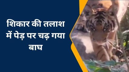 बहराइच: शिकार की तलाश में पेड़ पर चढ़ गया बाघ, वीडियो वायरल