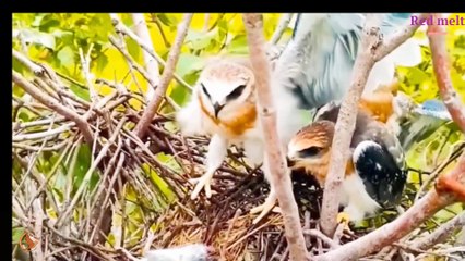 It's great! A kind-hearted person sent another big mouse, and the baby eagle was dumbfounded and overjoyed -