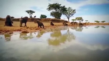 Excitement Of The Monkeys Made Crocodile Angry And The Horrible Massacre Happened!