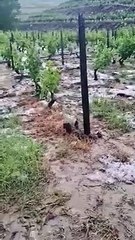 Gelo e chuva destroem vinhas em Castedo do Douro. Eis as imagens