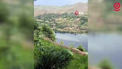 Baraj gölünde mahsur kalan köpekleri vatandaş kurtardı