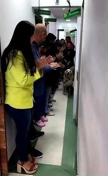 Ao fim de 2 meses internado, cão atingido por bala perdida tem alta