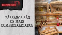 Criminosos vendem animais silvestres livremente na 'feira do rolo' em São Paulo | DOCUMENTO JP