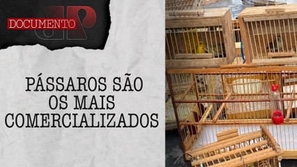 Télécharger la video: Criminosos vendem animais silvestres livremente na 'feira do rolo' em São Paulo | DOCUMENTO JP