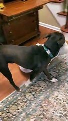 Dog Requests Specific Bed