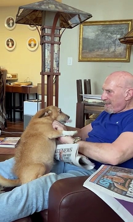 Needy Dog Blocks Newspaper Reading