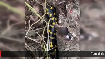 Tunceli'de soyu azalan lekeli semender görüntülendi