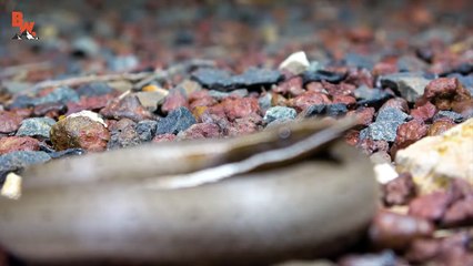 My BIG FAT Green Tree Frog!