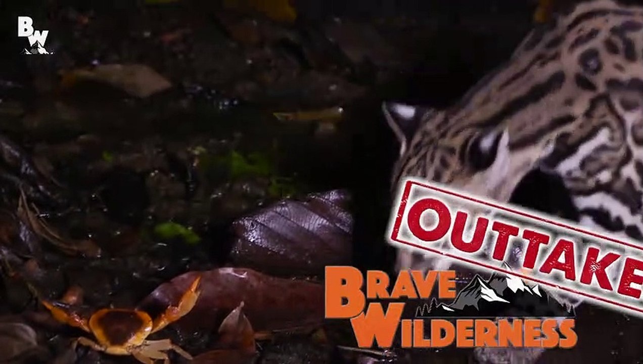 Ocelot vs Crab!