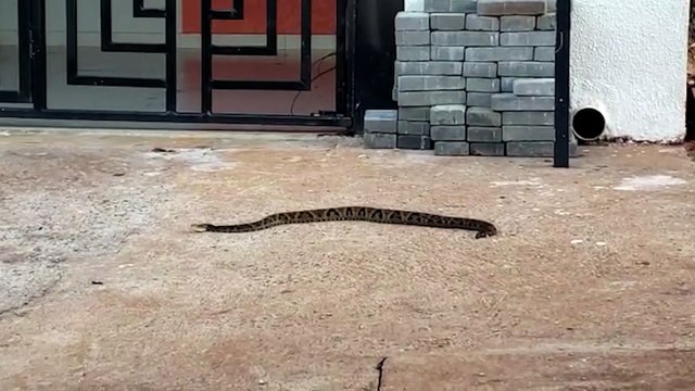 Cobra Jararaca é capturada no Floresta