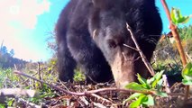 Baby Black Bear is the Teddy Bear of the Forest