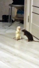 Bickering Pet Rats