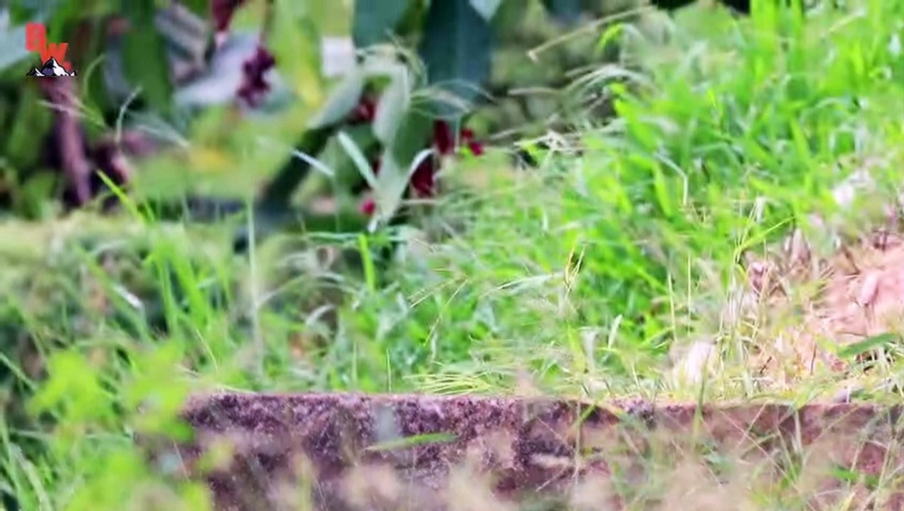 Jurassic LIZARD!