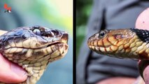 MASSIVE Cottonmouth Strikes Camera!