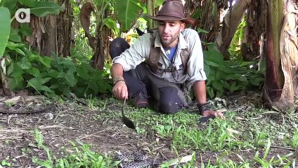 Pygmy Rattlesnake Strike!
