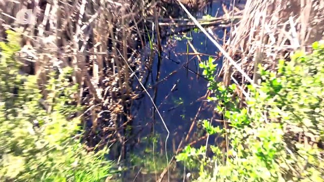 Slithery Snakes of the California Grasslands
