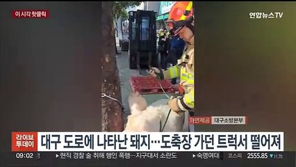 [핫클릭] 대구 도로에 나타난 돼지…도축장 가던 트럭서 떨어져 外