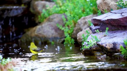 Zen Meditation Music for Tranquility