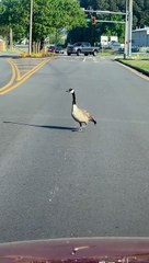 Goose Family Cross Street