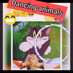 Funny Cats Dogs Video Funny cat shorts  youtub shorts viral shortsbest funny video#shorts
