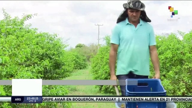 Brasil: Agricultura familiar y agronegocio disputan aprobación de medidas que prohíben o amplían el uso de agrotóxicos