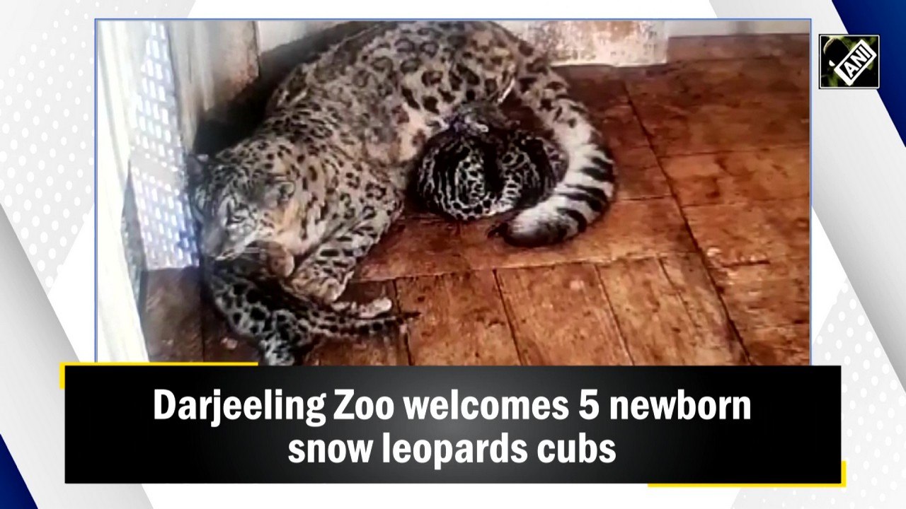 Darjeeling Zoo welcomes 5 newborn snow leopards cubs - video Dailymotion