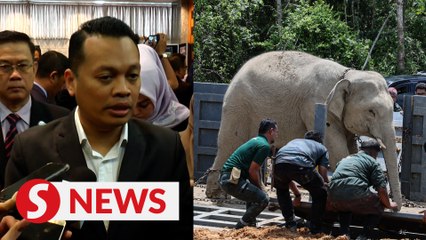 Compensation policy in the works to ease impact of human-wildlife conflict