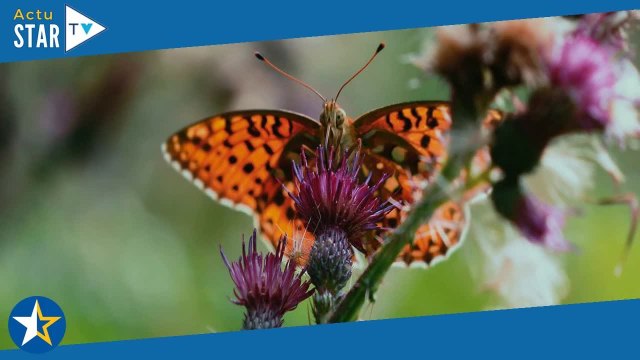 Yann Arthus-Bertrand : Un noeud à la gorge , cette situation qui pèse très lourd sur lui