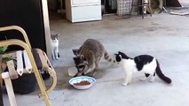 Very funny, Raccoon steals cats food, watch and enjoy.
