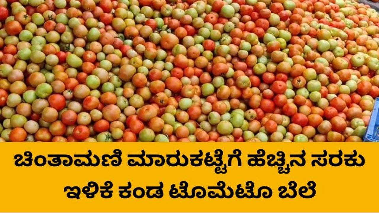 ಚಿಂತಾಮಣಿ : ಮಾರುಕಟ್ಟೆಯಲ್ಲಿ ಇಂದು ಟೊಮ್ಯಾಟೊ ಬೆಲೆ ಇಳಿಕೆ..!