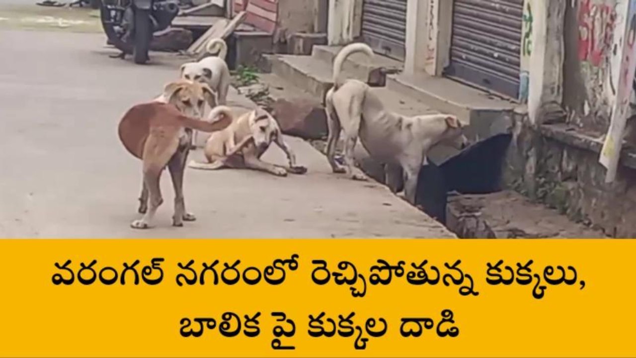 వరంగల్ ఈస్ట్: రెచ్చిపోతున్న కుక్కలు, చోద్యం చూస్తున్న అధికారులు