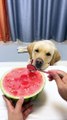 Dog Eating Watermelon | Dogs Funny Moments | Cute Pets | Funny Animals | Animals Funny Moments #pets