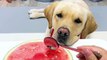 Dog Eating Watermelon | Dogs Funny Moments | Cute Pets | Funny Animals | Animals Funny Moments #pets