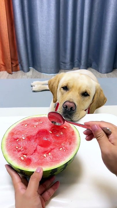 Dog Eating Watermelon | Dogs Funny Moments | Cute Pets | Funny Animals | Animals Funny Moments #pets