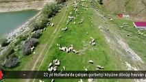 22 yıl Hollanda'da çalışan gurbetçi köyüne dönüp hayvan yetiştiriciliğine başladı