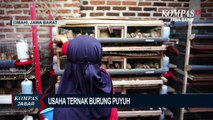 Kisah Sukses Ibu Rumah Tangga Ternak Burung Puyuh