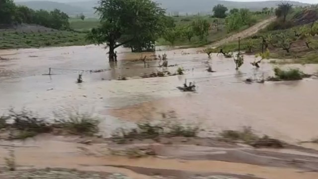 Denizli’de üzüm bağlarını dolu ve sel vurdu