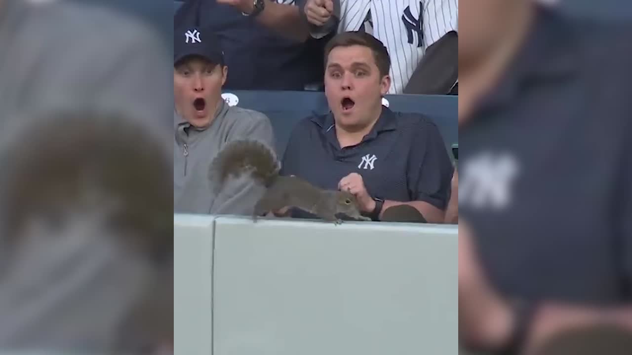 Yankees fans startled by squirrel in the outfield