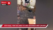 Kivi kuşu, Yeni Zelanda ve ABD arasında kriz çıkardı