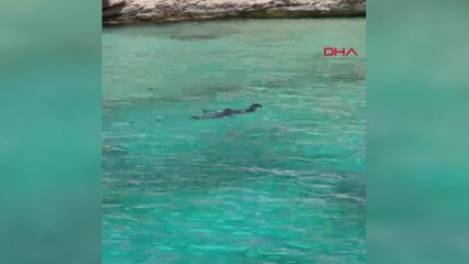 Kaş'ta Akdeniz fokları görüntülendi