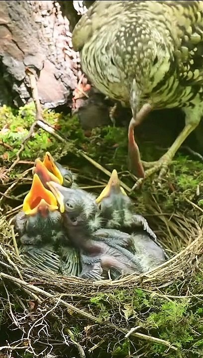 5 Oiseaux 1 Nid